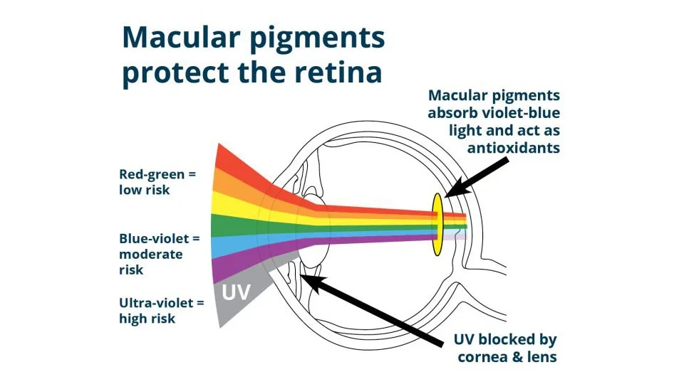 Macular pigments protect the retina