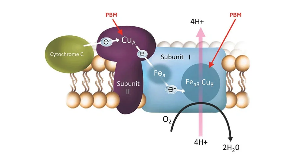 Mitochondrial Activation